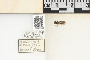 Media type: image;   Entomology 769580 Aspect: Labels